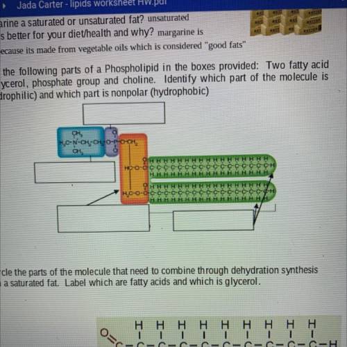 10. Label the following parts of a Phospholipid in the boxes provided: Two fatty acid

chains, gly