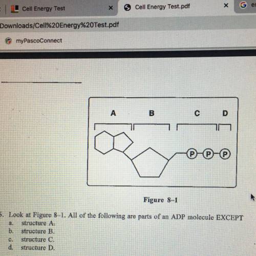 A

B
с
D
Figure 8-1
6. Look at Figure 8--1. All of the following are parts of an ADP molecule EXCE
