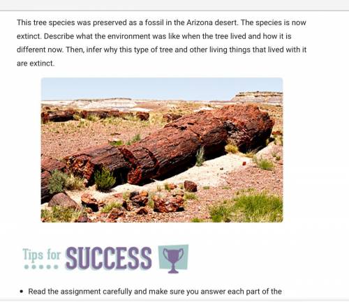 This tree species was preserved as a fossil in the Arizona desert. The species is now extinct. Desc