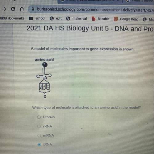 Which type of molecule is attached to an amino acid in the model?

O Protein
O rRNA
O mRNA
tRNA