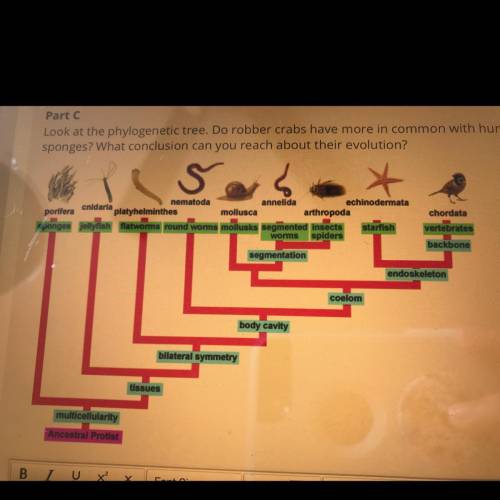 Look at the phylogenetic tree. Do robber crabs have more in common with humans or with

sponges? W