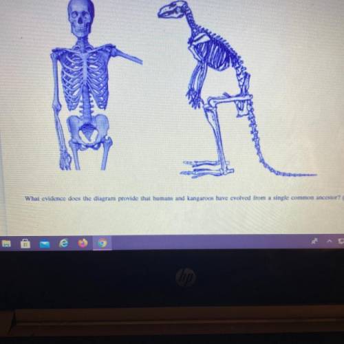 HELP PLS <3

What evidence does the diagram provide that humans and kangaroos have evolved from