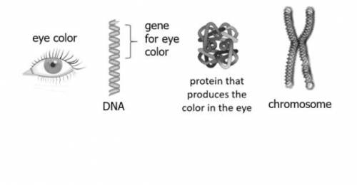 The diagram shows components that determine eye color.

Which sequence of components correctly des