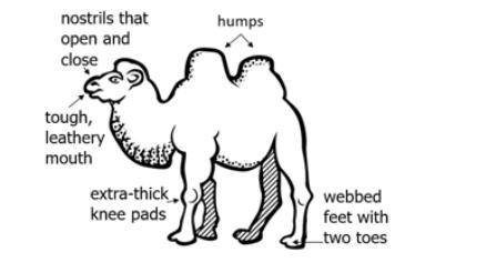 The diagram shows adaptations of a camel, an animal that lives in dry conditions.

Which statement