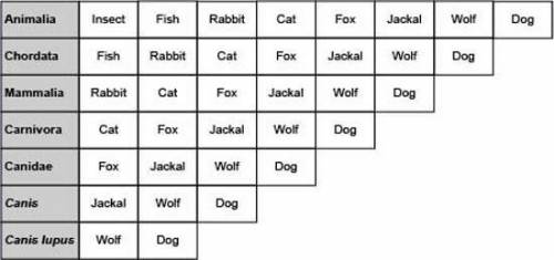 The image below shows how wolves and dogs compare to some other animals in the levels of classifica
