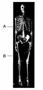 A human skeleton is shown in the photograph below. The elongation of structures A and B was stimula