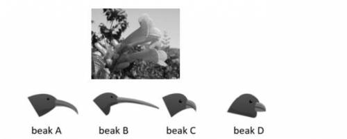 An island is colonized by a single species of finch-like birds with beak shapes adapted for differe