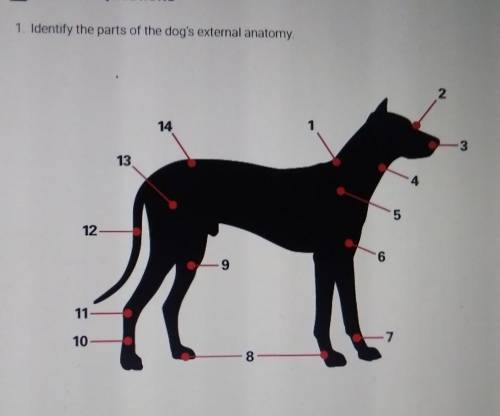 1. Identify the parts of the dog's external anatomy.