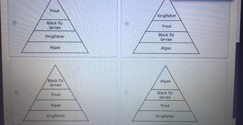 Based on the table, which trophic pyramid is correct.