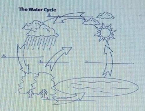 Label the 5 part of the water cycle

The five words-PrecipitationEvaporationRun offTranspirationco