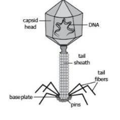 The image to the right shows the structure of a typical virus. Onthe basis of the structure, which