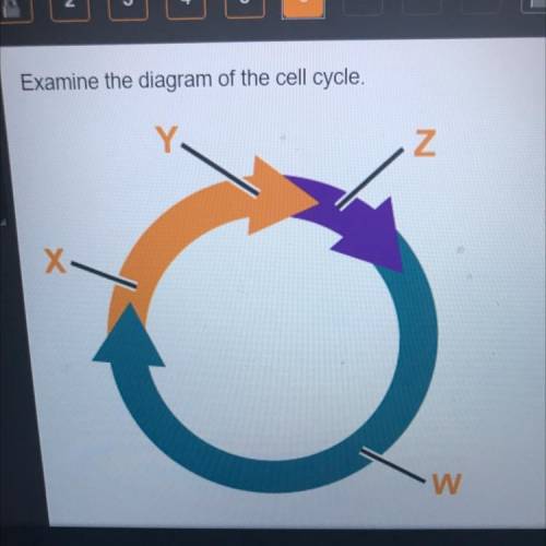 Examine the diagram of the cell cycle.

Which label identifies the stage in which the DNA is
copie