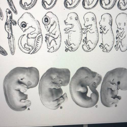 Determine which embryo is a cow, horse, cat, and human. Thank you! (scroll down to see A,B,C,&D