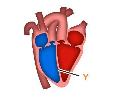The diagram shows the heart of a bird.

What is the function of the structure labeled Y? to keep o