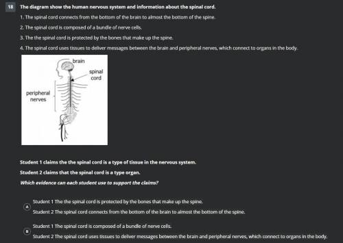 The diagram show the human nervous system and information about the spinal cord.
(Needed asap)