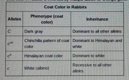 Coat color in rabbits is inherited by multiple alleles for a single gene.

Would it be possible to