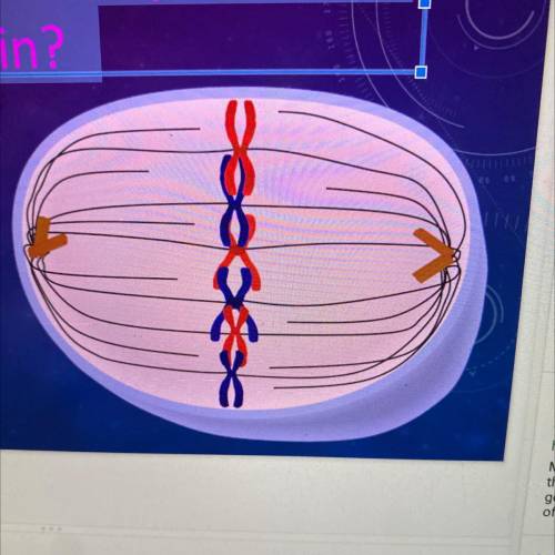 What phase of the cell cycle is this cell in?