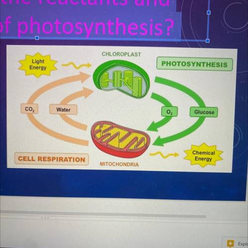What are the reactants and products of photosynthesis?
Reactants:
Products: