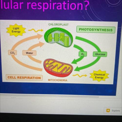 What are the reactants and products of cellular respiration ?

Reactants:
Products: