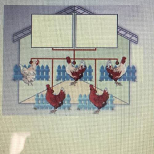 Two chickens are bred and have five offspring, shown below. What are the most likely genotypes of t