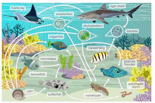 Which organisms are tertiary consumers in this food web? Select all that apply.

a- triggerfish
b-