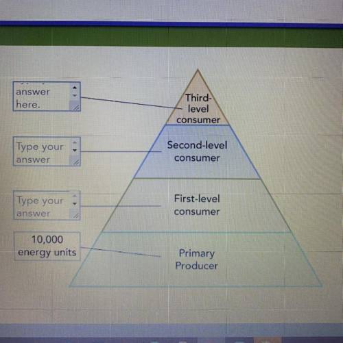 Analyze an Energy

Pyramid
answer
Only about 10 percent
of the energy from each
level of an energy