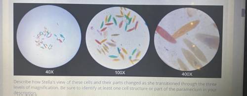 Describe how stellas view of these cells and their parts changed as she transitioned through the th