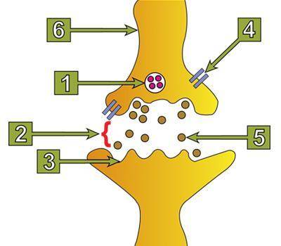 NEUROMUSCULAR JUNCTION LABELING (6 POINTS)

Label the axon, motor end plate (neurotransmitter rece