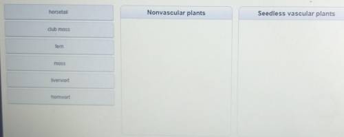 Sort each plant into the correct category. horsetail Nonvascular plants Seedless vascular plants cl