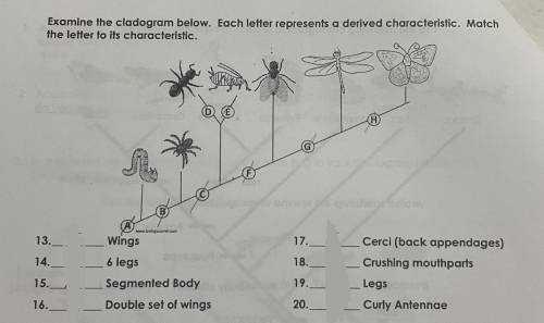 Examine the cladogram below. Each letter represents a derived characteristic. Match the kettle to i