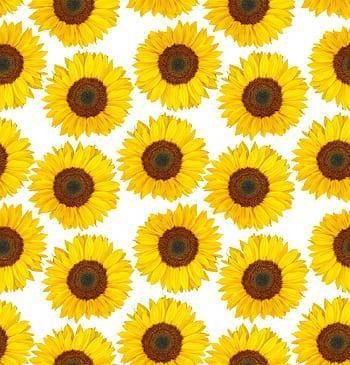 How many sunflowers do you see.