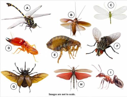 PLEASE HELP!!! This image shows nine different insects. Use this dichotomous key to identify the ta