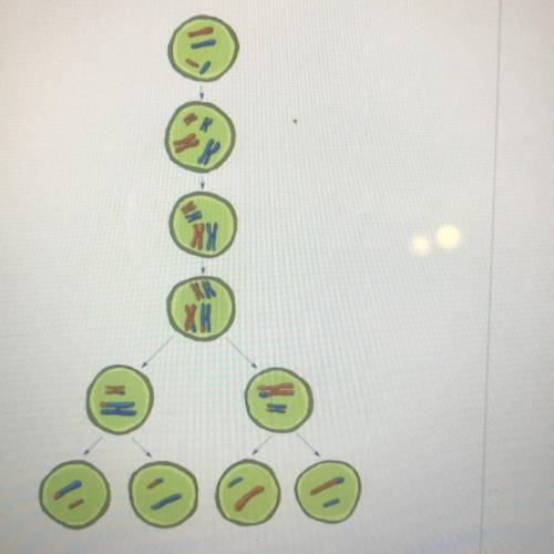 What Process Is Shown In The Diagram Mitosis Meiosis Binary Fission