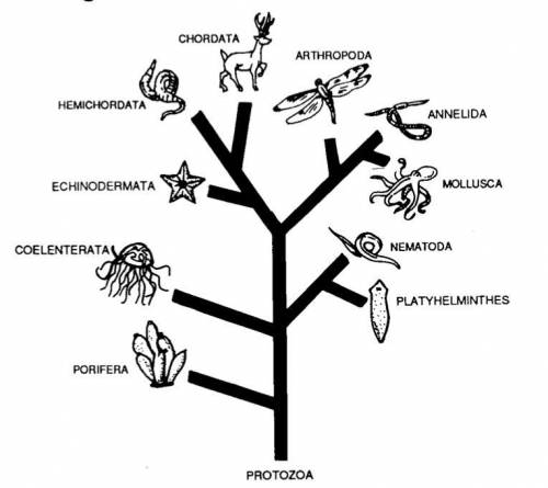 Which inference does the diagram best support?

- Members of the phylum Echinodermata and the phyl