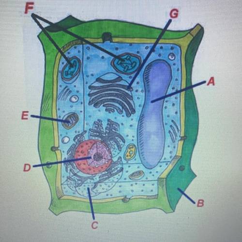 Please label the photo!! it is a plant cell.