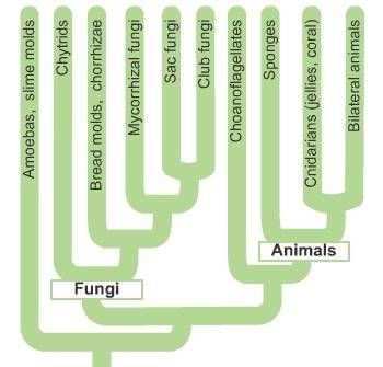 ASAP HELP PLZ

Examine the phylogenetic tree. Which two types of organisms on the tree would you e