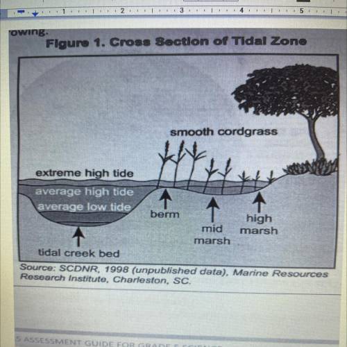 What statement or statements can you gather about the Cross-Section
of the Tidal Zone?