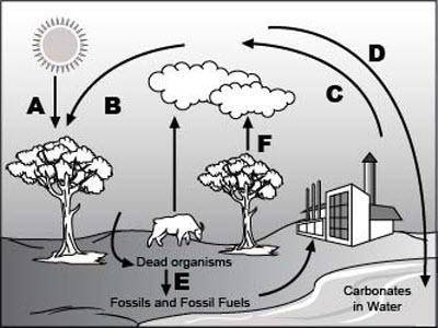 Help please!!

An image of carbon cycle is shown. The sun, a cloud, two trees, one towards left an
