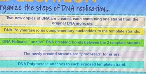Can you put these steps of dna replication in the right order please ?