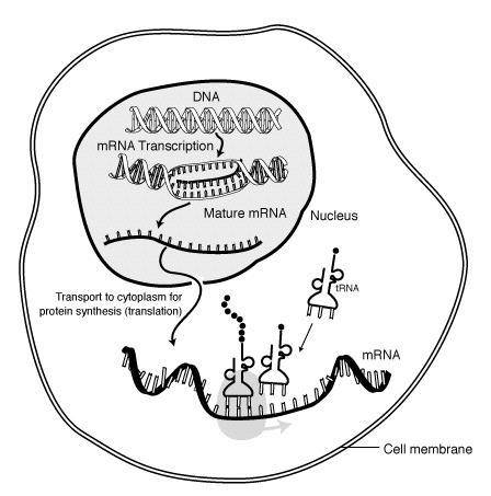 In this illustration, DNA is unzipping to make mRNA during transcription. DNA acts as a blueprint,