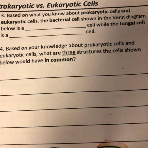 4. For the picture can you answer 3 or 4 please Based on your knowledge about prokaryotic cells and