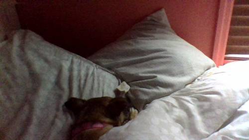 Heres my doggoo :> i cuddled her all night lol and shes still asleep shes so adorablee