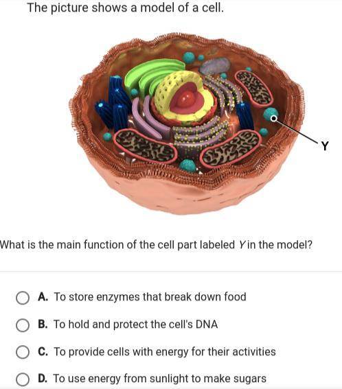 The picture shows a model of a cell. What is the main function of the cell part labelled Y in the m