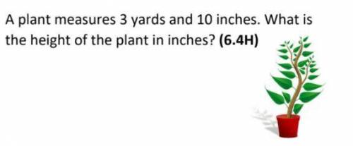 A plant mesures 3 yards and 10 inches what is the height of the plant mesured in inches