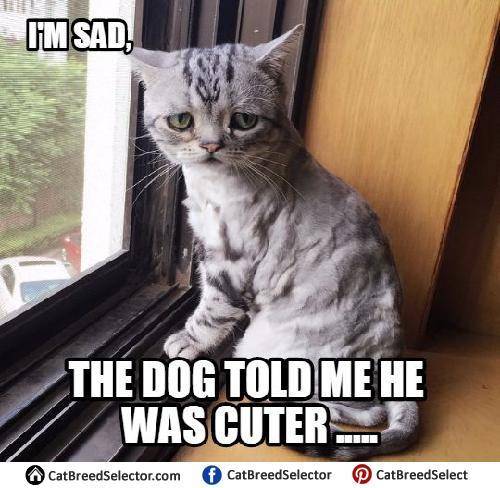Sad times for a cat *that's meh* T-T