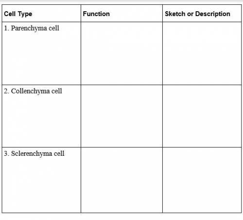 Write the functions of each of the three basic cell types, and sketch or describe their appearance
