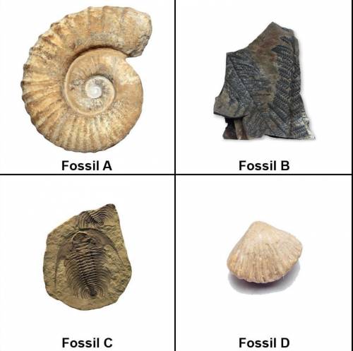 Which of your fossils are most likely heterotrophs? Which of them are autotrophs? How do you know?