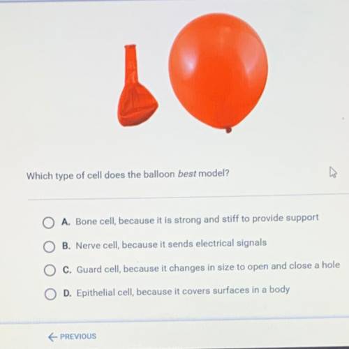 Which type of cells does a balloon best model.

A. Bone cell, because it is strong and stiff to pr