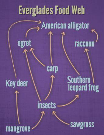 (04.01 MC)

Which of the following best describes the flow of energy in the Everglades food web sh