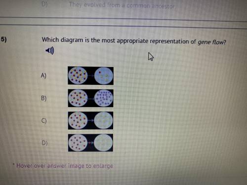 Which diagram is the most appropriate representation of gene flow?